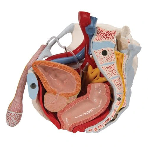Pelvis masculina con ligamentos, vasos, nervios, suelo pélvico y órganos 7 piezas