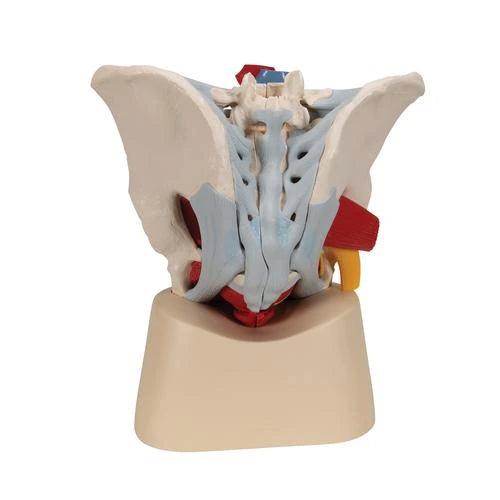 Pelvis masculina con ligamentos, vasos, nervios, suelo pélvico y órganos 7 piezas