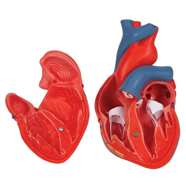 Corazón clásico en 2 piezas - 3B Smart Anatomy