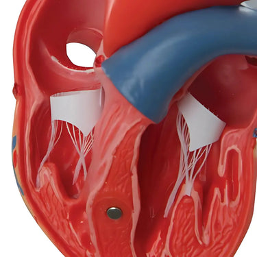 Corazón clásico en 2 piezas - 3B Smart Anatomy