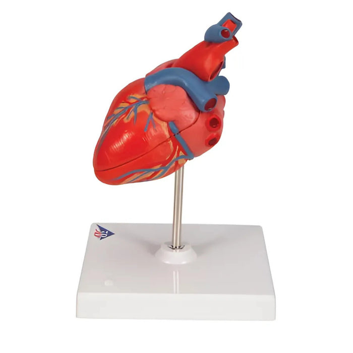 Corazones clásicos, en 2 piezas - 3B Smart Anatomy