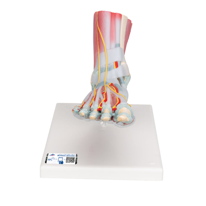 Modelo Anatómico del Esqueleto del Pie con Ligamentos y Músculos - 3B Smart Anatomy
