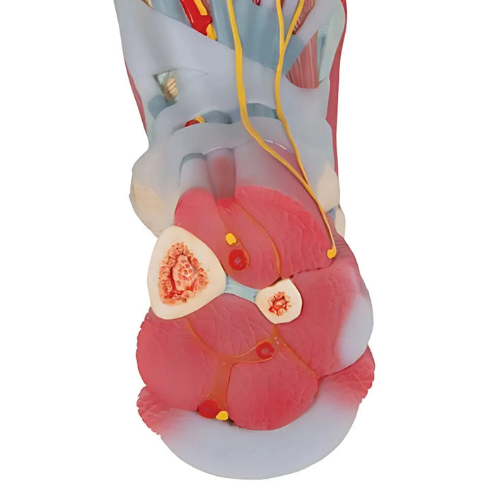 Modelo Anatómico del Esqueleto del Pie con Ligamentos y Músculos - 3B Smart Anatomy
