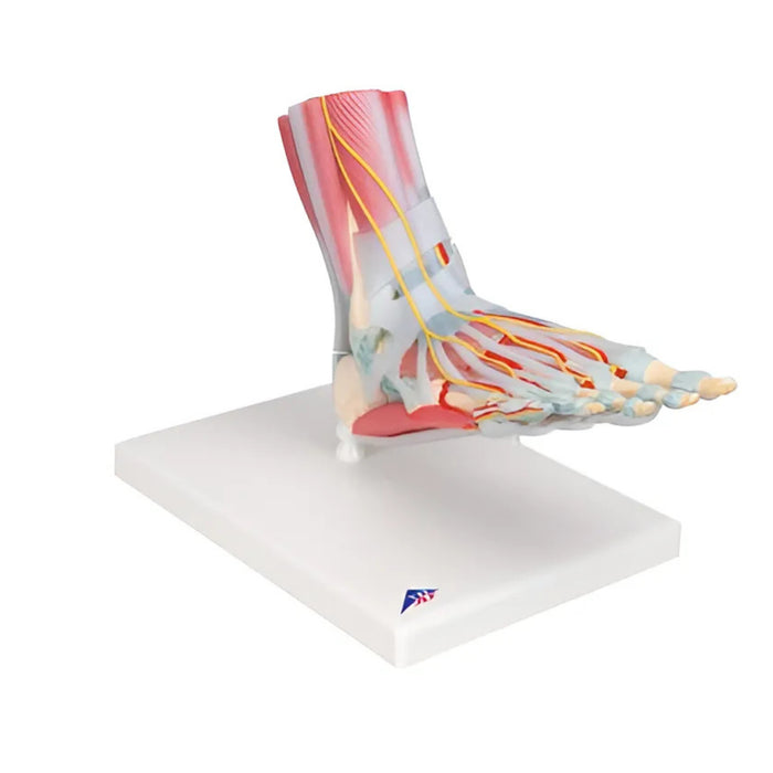 Modelo Anatómico del Esqueleto del Pie con Ligamentos y Músculos - 3B Smart Anatomy