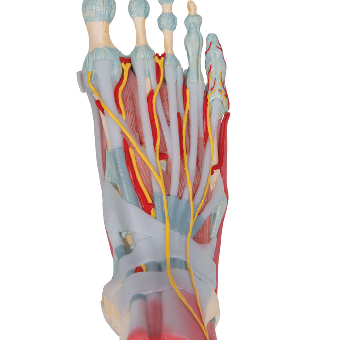 Modelo Anatómico del Esqueleto del Pie con Ligamentos y Músculos - 3B Smart Anatomy
