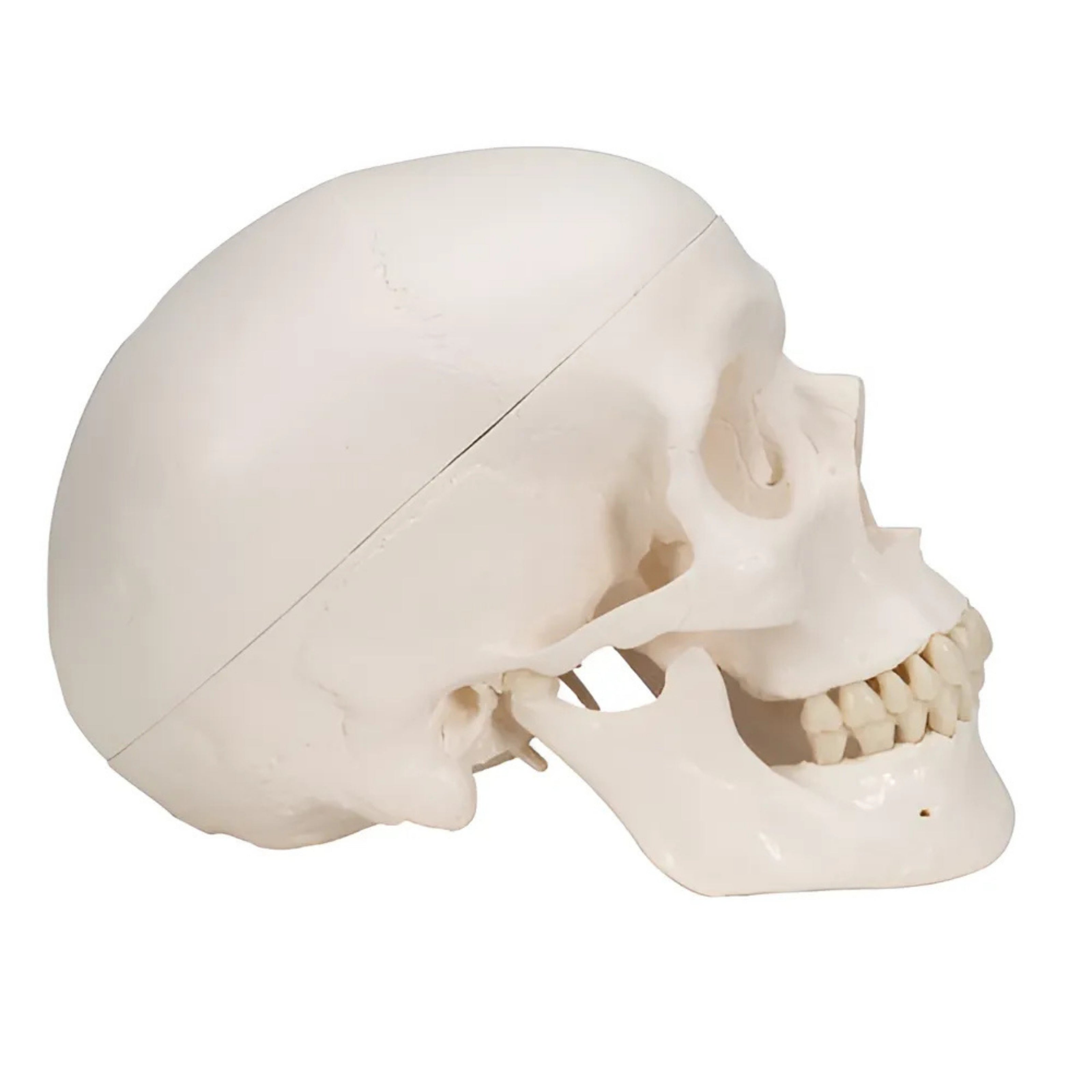 Cráneo Clásico, 3 partes - 3B Smart Anatomy