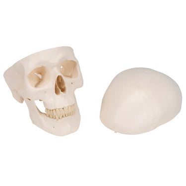 Cráneo Clásico, 3 partes - 3B Smart Anatomy