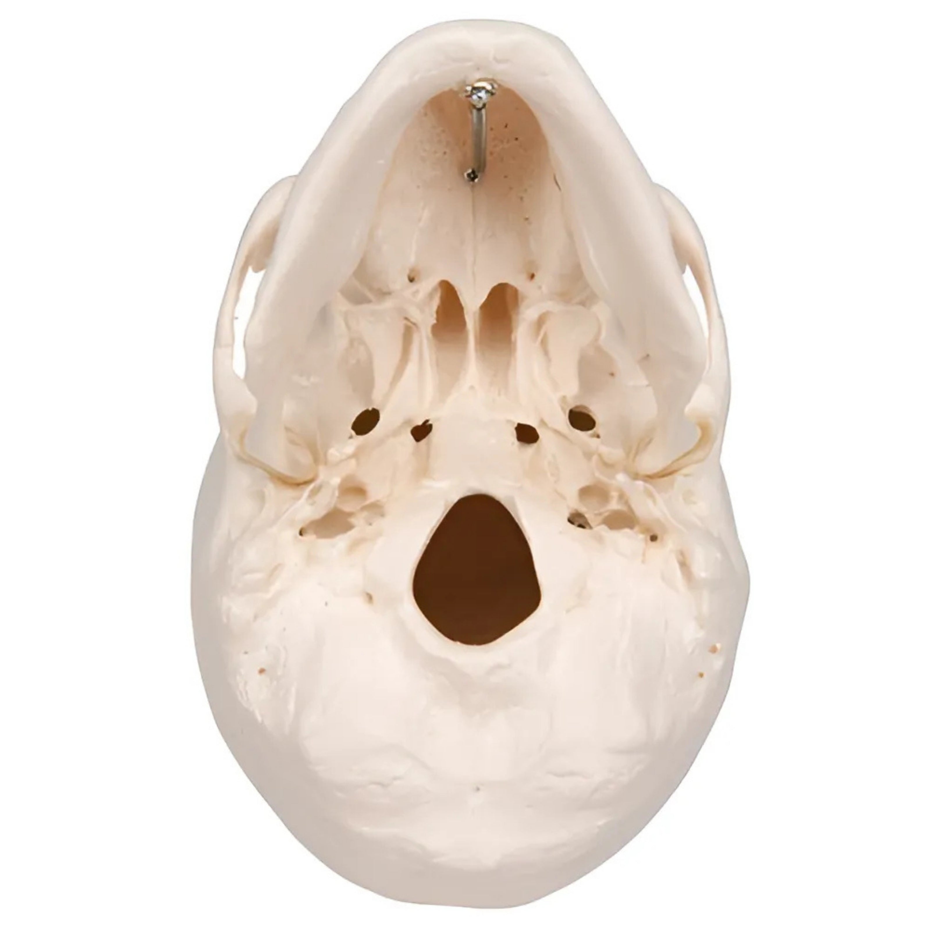 Cráneo Clásico, 3 partes - 3B Smart Anatomy