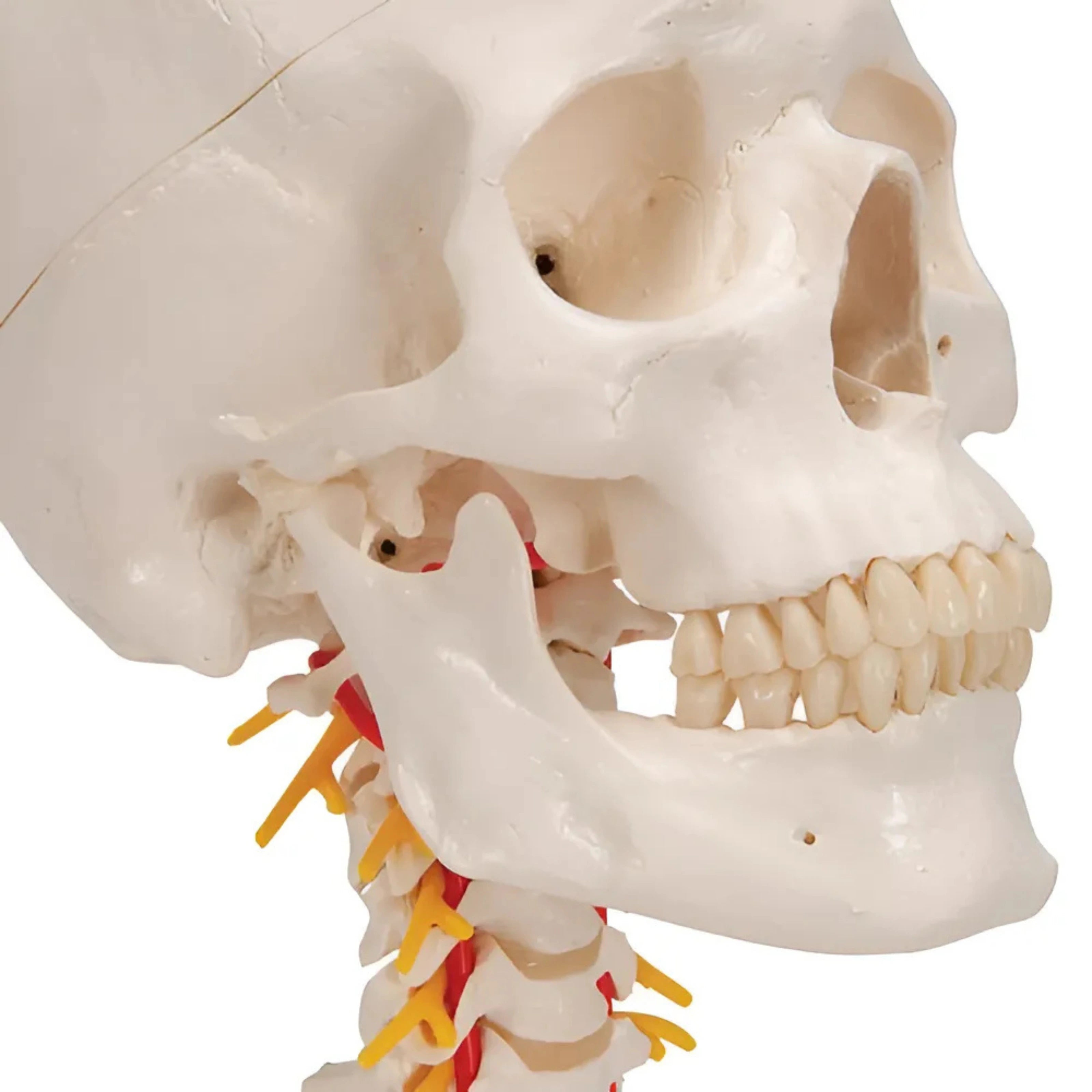 Cráneo clásico sobre columna cervical, 4 partes - 3B Smart Anatomy