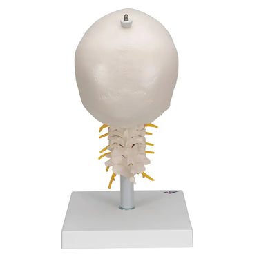 Cráneo clásico sobre columna cervical, 4 partes - 3B Smart Anatomy