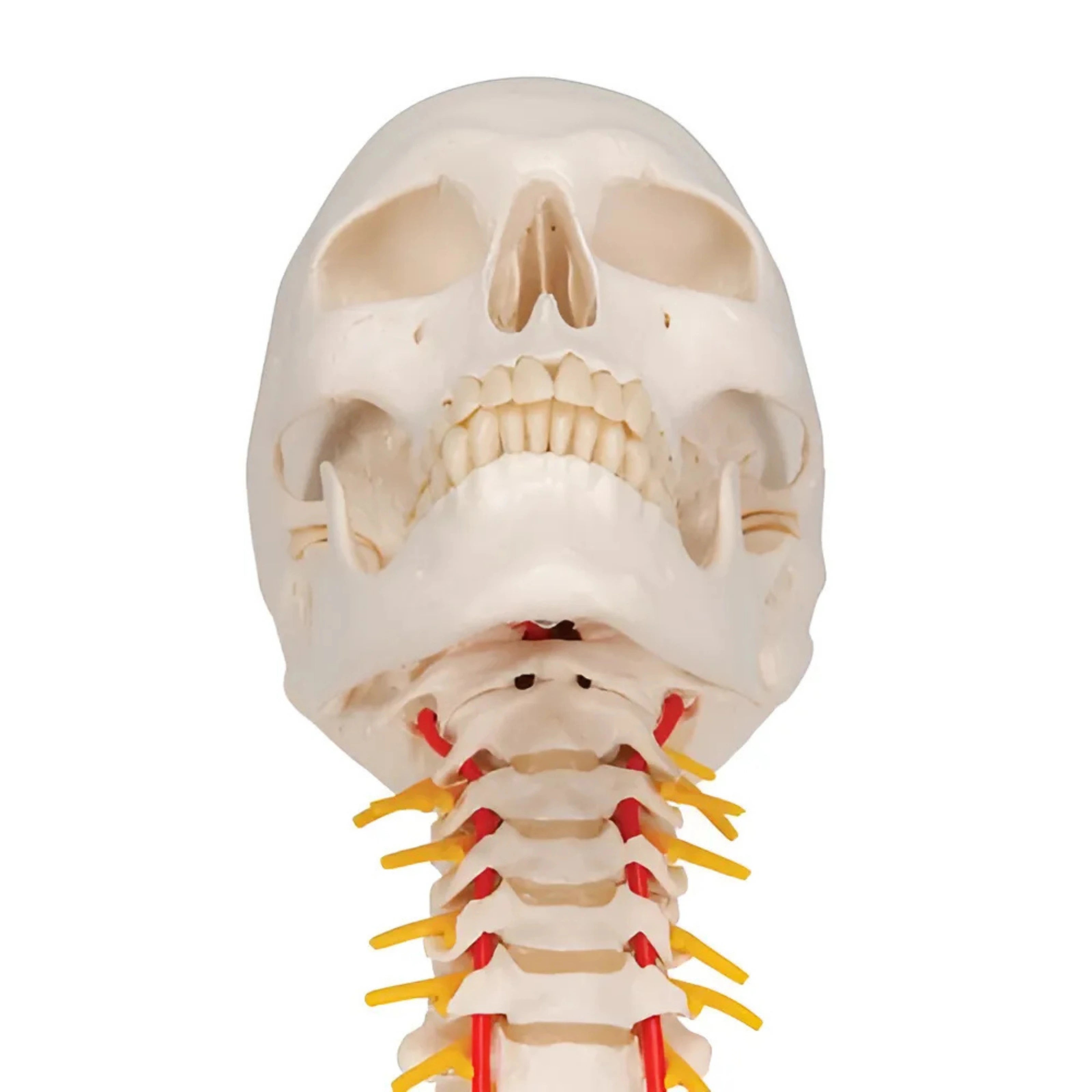 Cráneo clásico sobre columna cervical, 4 partes - 3B Smart Anatomy