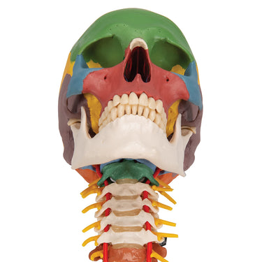 Cráneo clásico didáctico con columna cervical, 4 partes