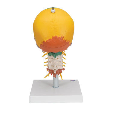 Cráneo clásico didáctico con columna cervical, 4 partes