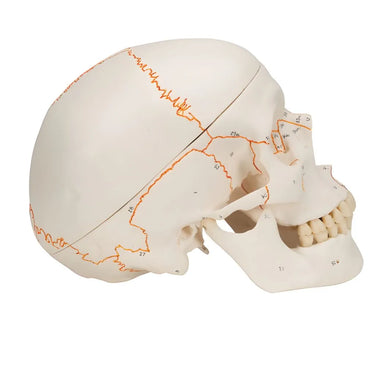 Cráneo clásico, 3 partes