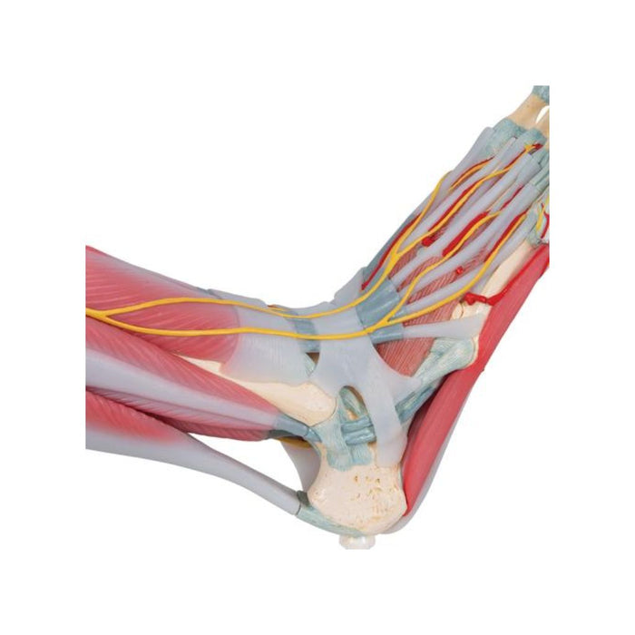 Modelo del esqueleto del pie con ligamentos y músculos - 3B Smart Anatomy