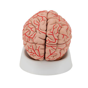 Cerebro de Lujo con Arterias, desmontable en 9 piezas - 3B Smart Anatomy