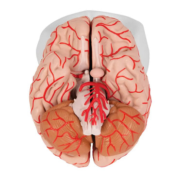Cerebro de Lujo con Arterias, desmontable en 9 piezas - 3B Smart Anatomy