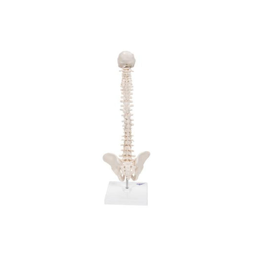 Modelo Anatómico de Columna vertebral en miniatura elástica A18/21 - 3B Scientific