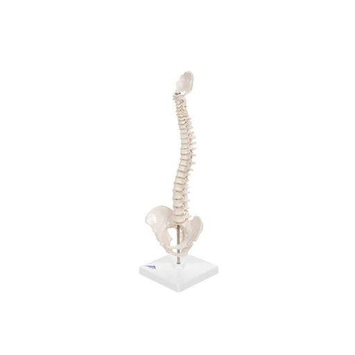 Modelo Anatómico de Columna vertebral en miniatura elástica A18/21 - 3B Scientific