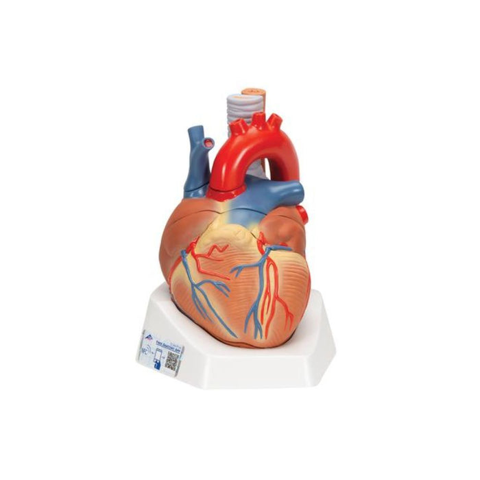 Modelo Anatómico de Corazón en 7 piezas VD253 - 3B Scientific