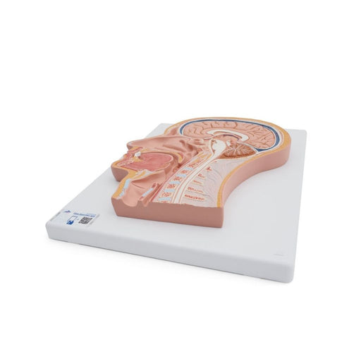 Modelo de Corte medial de la cabeza - 3B Scientific