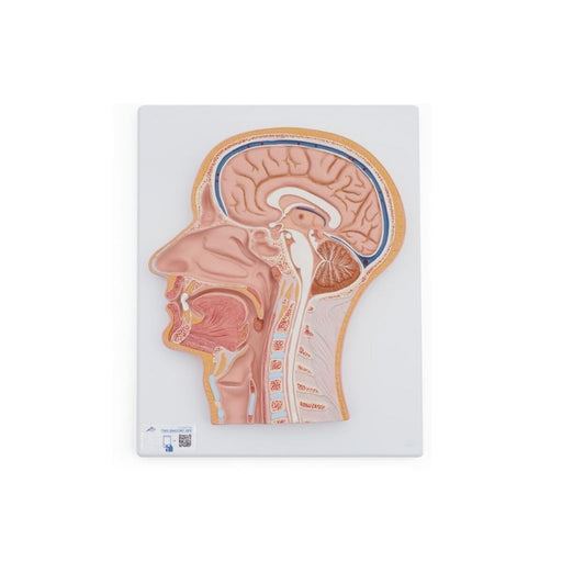 Modelo de Corte medial de la cabeza - 3B Scientific