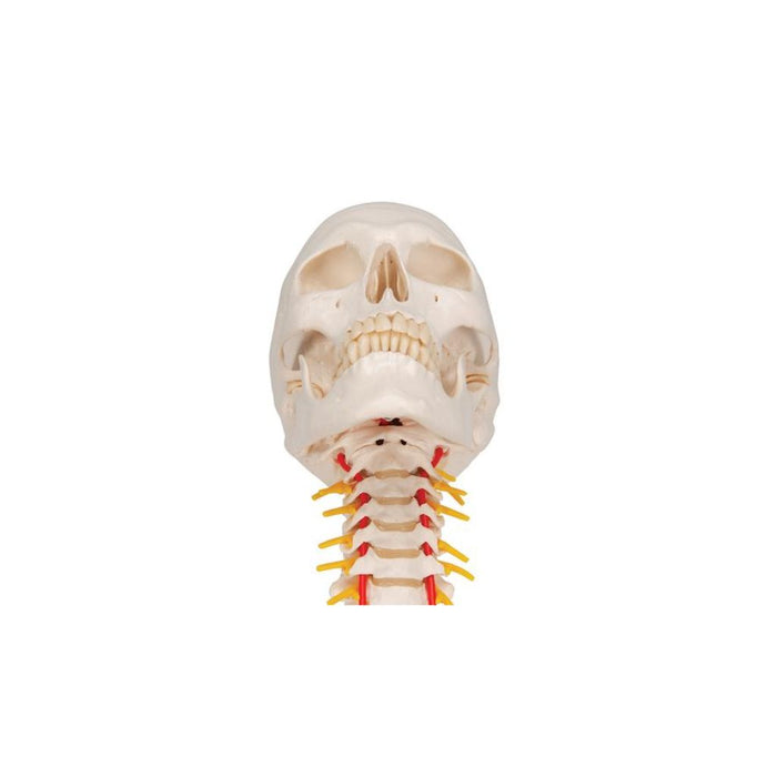 Modelo Anatómico de Cráneo sobre columna cervical, 4 partes  A20/1 - 3B Scientific