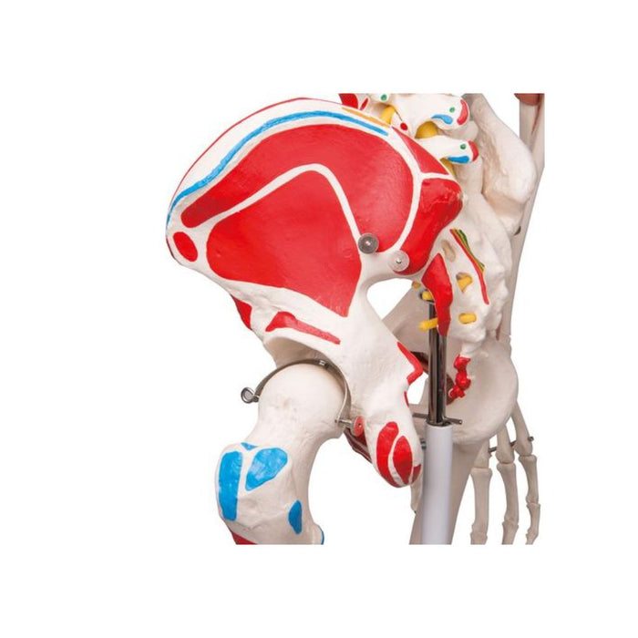 Modelo Anatómico de Esqueleto Sam A13 - 3B Scientific