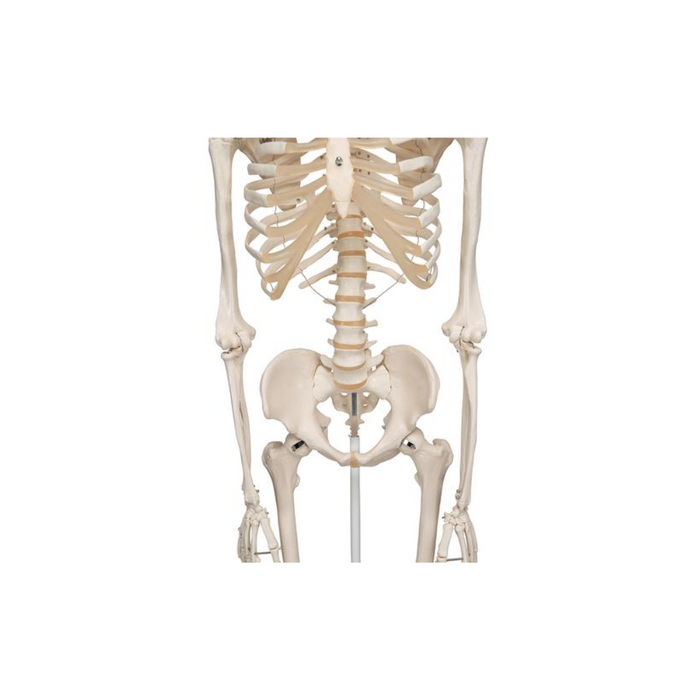 Modelo Anatómico Stan A10 - 3B Scientific