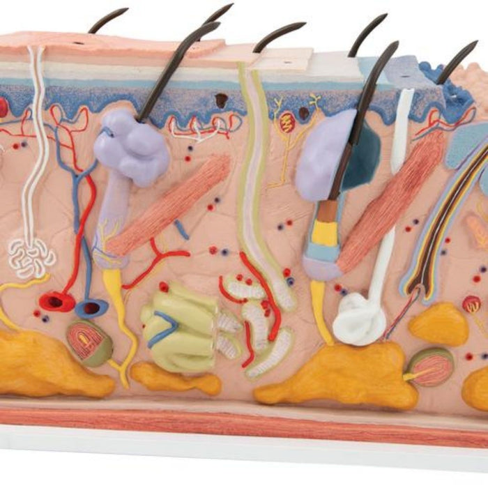 La piel, modelo en bloque, 70 veces su tamaño natural - 3B Smart Anatomy