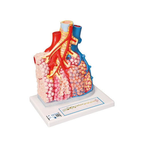 Modelo de Lobulillos pulmonares y vasos sanguíneos G60 - 3B Scientific