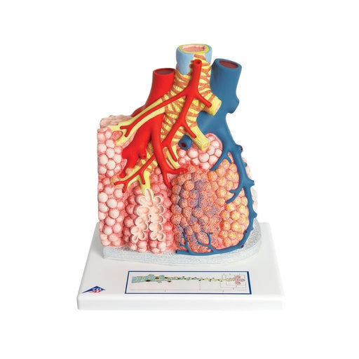 Modelo de Lobulillos pulmonares y vasos sanguíneos G60 - 3B Scientific