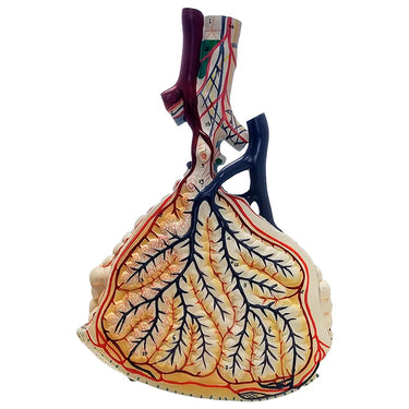 Modelo de Lóbulos Pulmonares con Vasos Sanguíneos