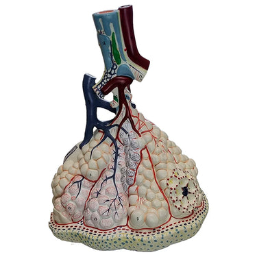 Modelo de Lóbulos Pulmonares con Vasos Sanguíneos
