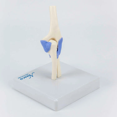 Modelo Mini de Articulación del Codo