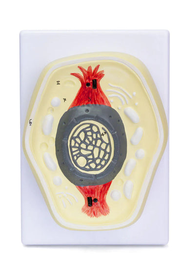 Modelo de Mitosis, 8 Partes