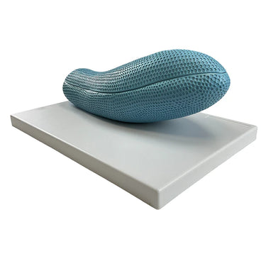 Modelo de Paramecio, 2 Partes