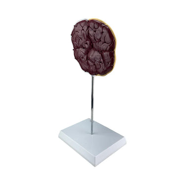 Modelo de Placenta