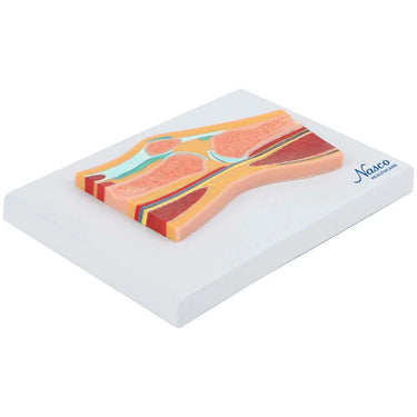 Modelo de Rodilla, Sección Mediana