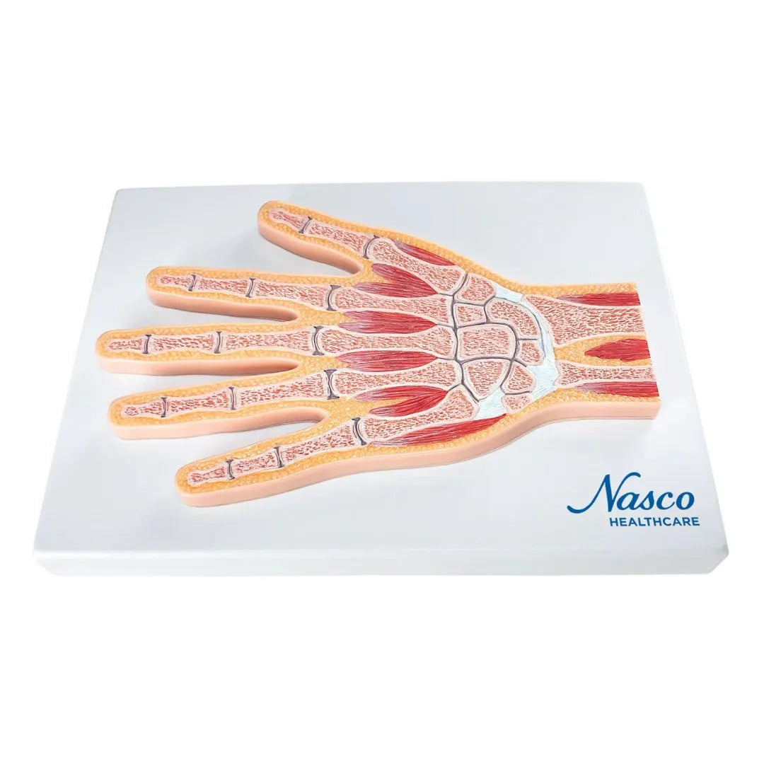 Sección Media del Modelo de Mano