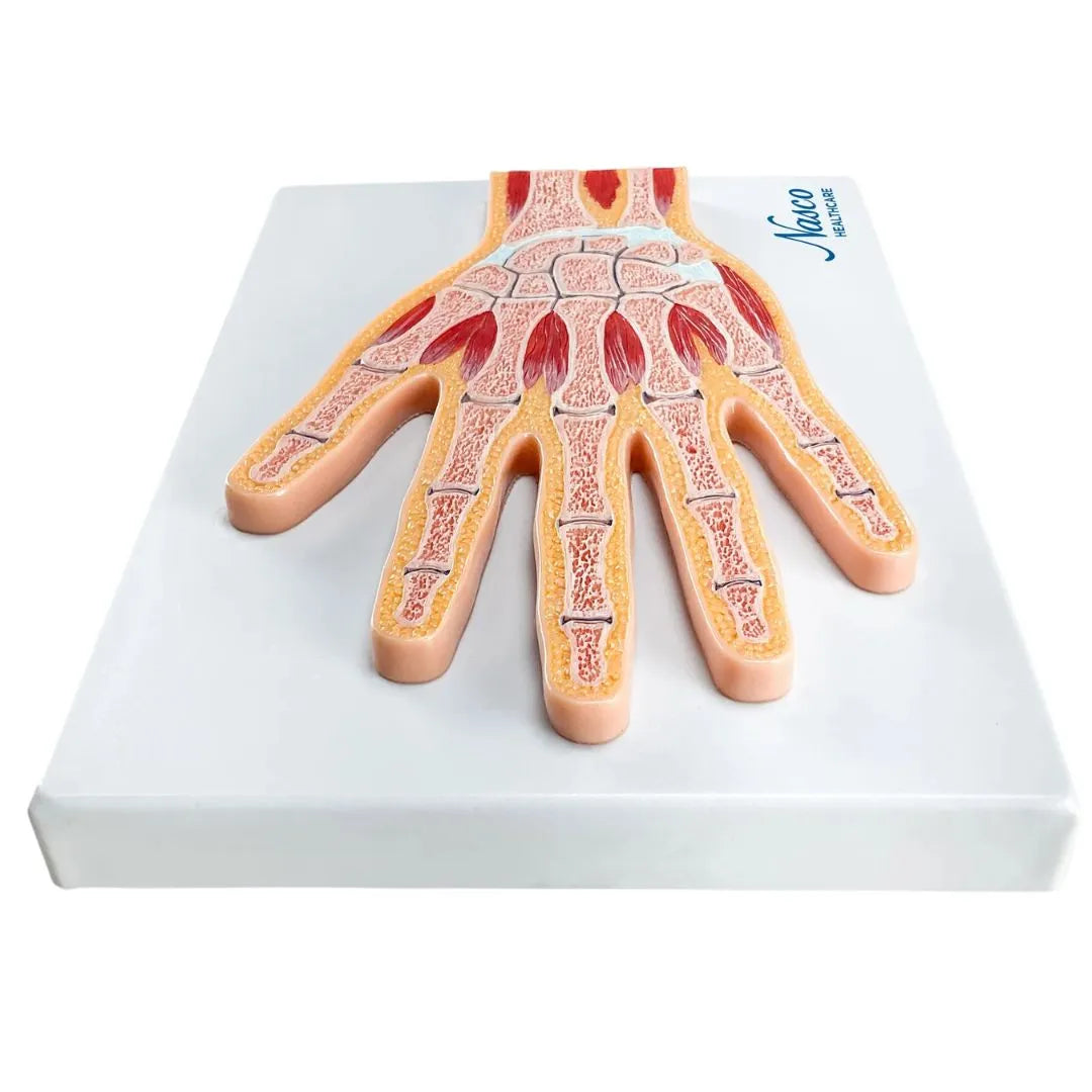 Sección Media del Modelo de Mano