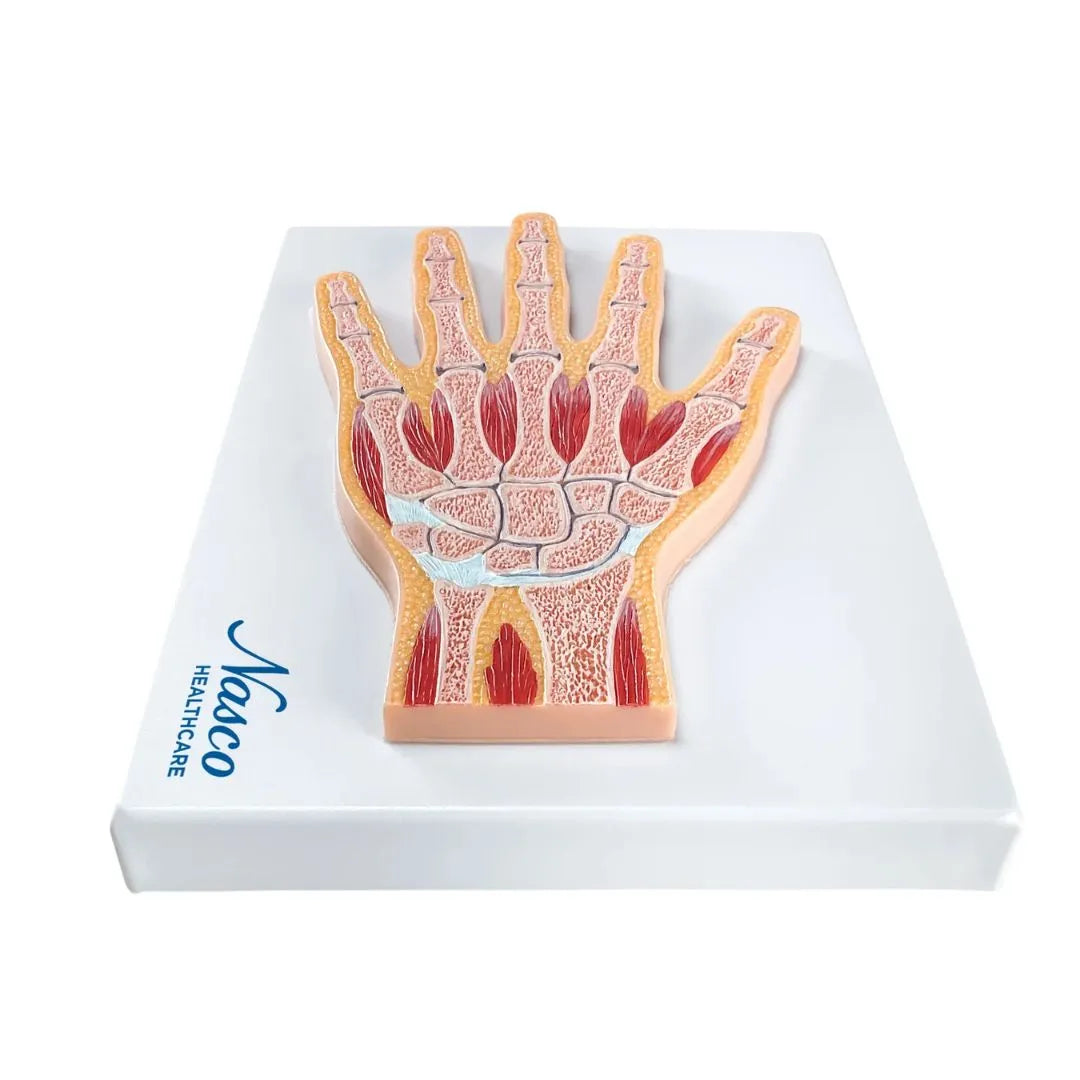 Sección Media del Modelo de Mano