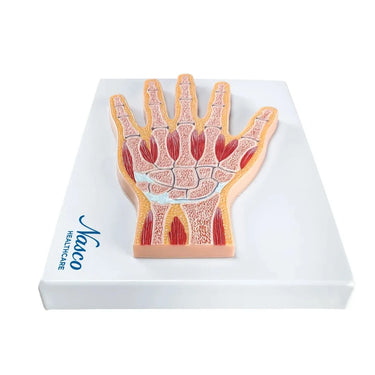 Sección Media del Modelo de Mano