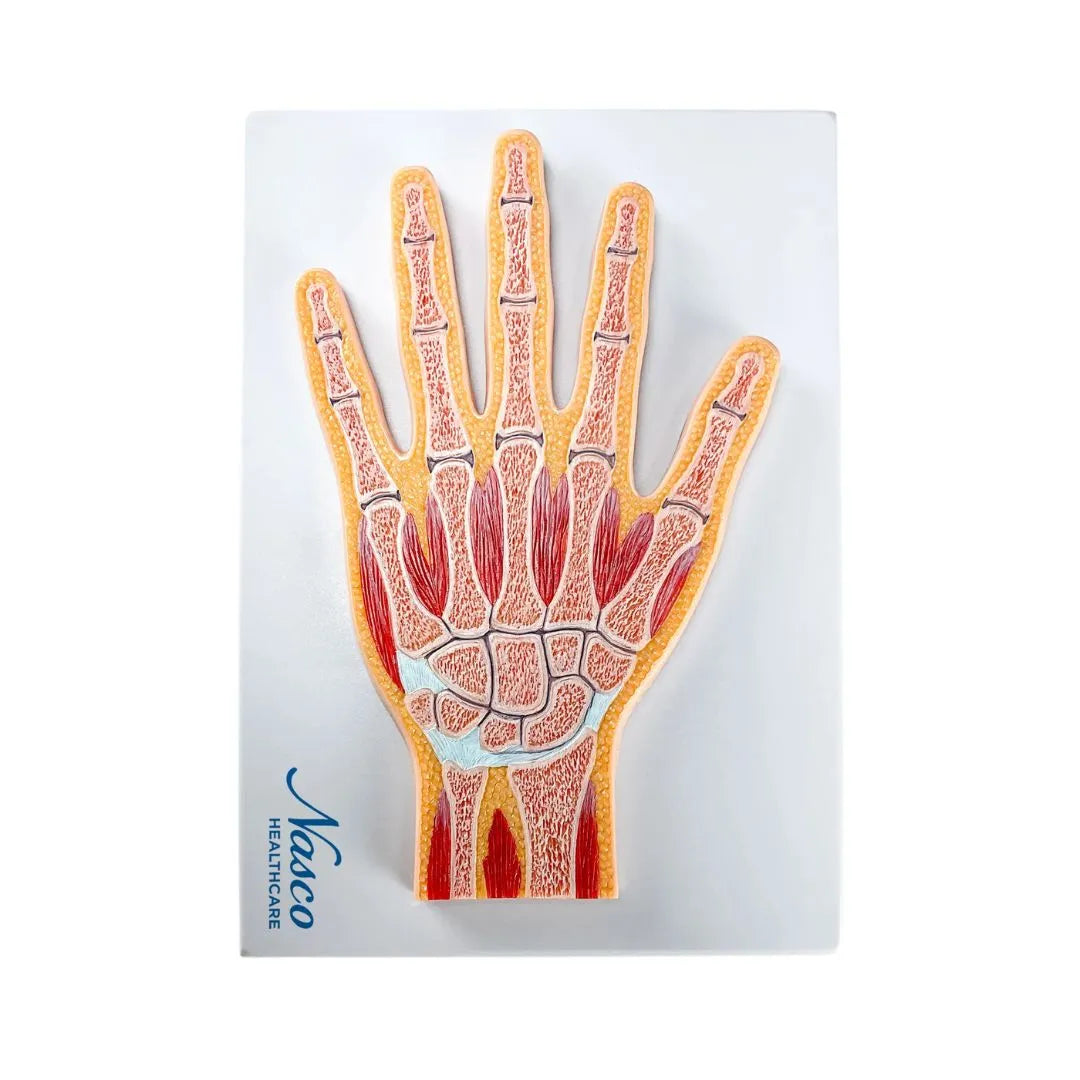 Sección Media del Modelo de Mano