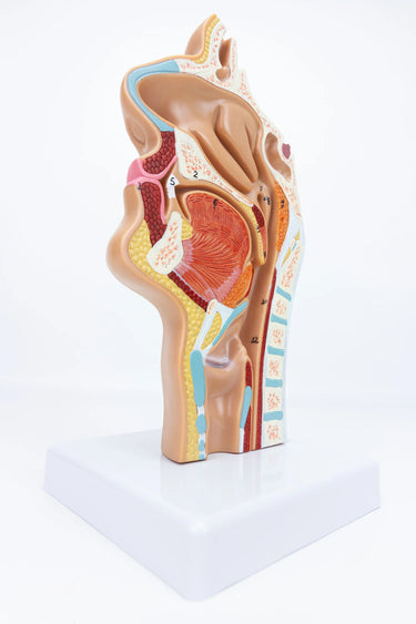 Modelo de Sección Transversal Nasal y Oral de los Senos Paranasales