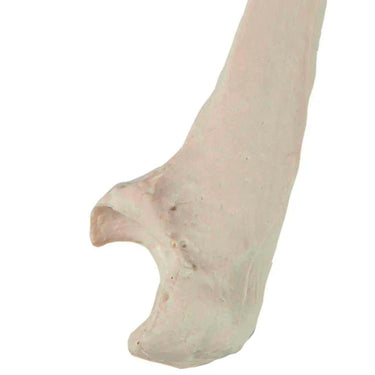 Modelo de Cúbito