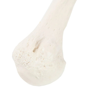 Modelo de Húmero