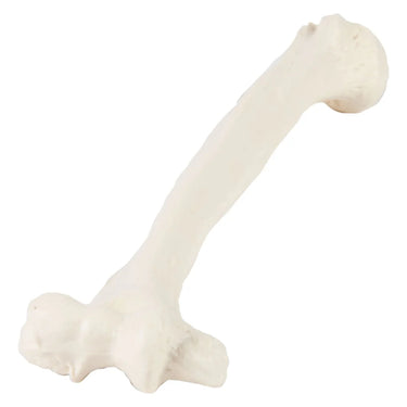 Modelo de Húmero