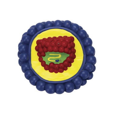 Modelo de Virus del VIH, Ampliado