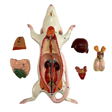 Modelo de Anatomía de Ratón, 6 Partes
